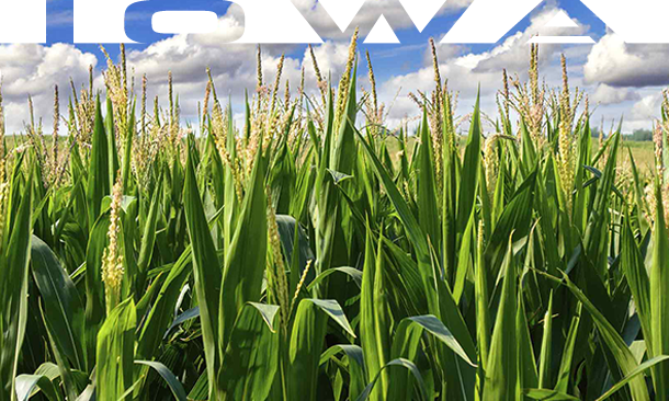 Iowa Corn Indy 300