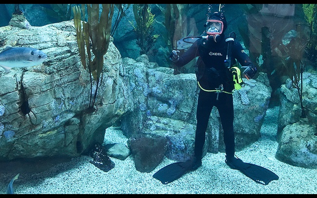 James Hinchcliffe underwater news conference at Aquarium of the Pacific